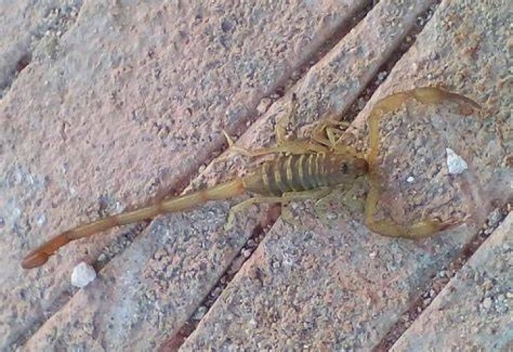 Are there scorpions in the Bahamas?
