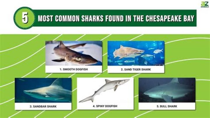 Are there sharks in the Chesapeake Bay?