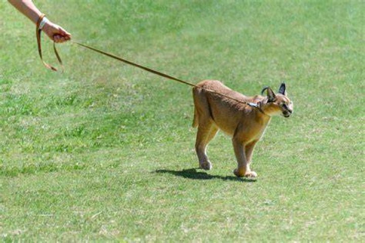 Can you own a caracal in California?