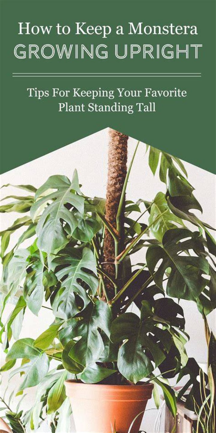 How do you keep Monstera healthy?