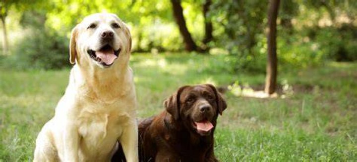 How long does it take for 2 dogs to get along?