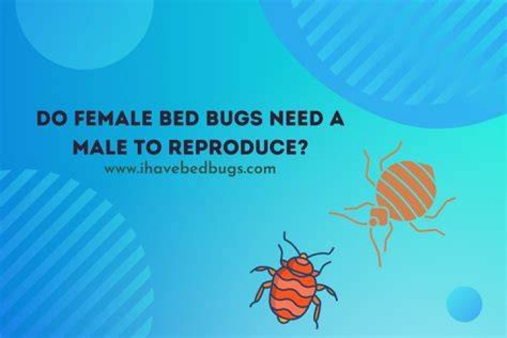 How many bed bugs can a female have?