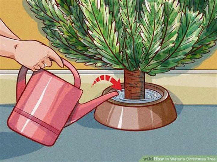Should you boil water before watering Christmas tree?