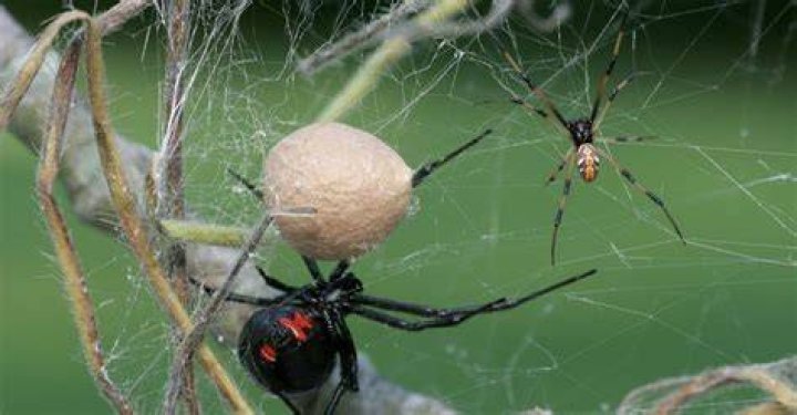 What do black widows eat?