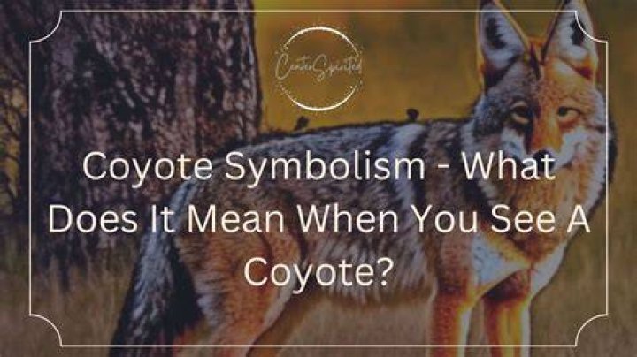 What does it mean when you see a coyote at night?