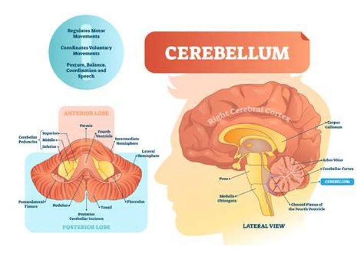 What does the cerebellum of brain control?