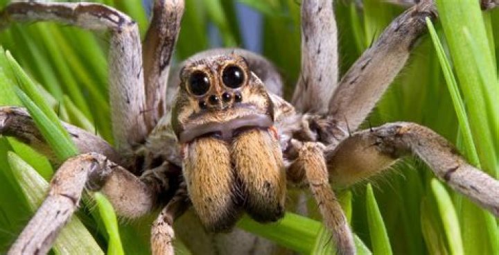 What is the scariest spider in the world?